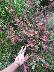 Geranium robertianum