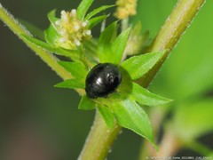 Corimelaena lateralis