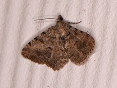 Digrammia gnophosaria