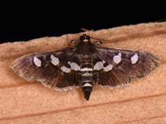 Desmia subdivisalis