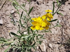 Psilostrophe gnaphalodes