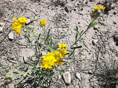 Psilostrophe gnaphalodes