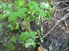 Phytomyza aquilegiae group