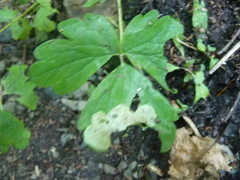 Phytomyza aquilegiae group