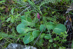 Dodecatheon