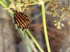 Graphosoma lineatum siciliensis