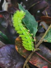 Automeris io