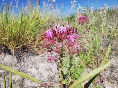 Polanisia dodecandra riograndensis