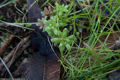 Sedum radiatum