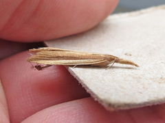 Donacaula albicostellus