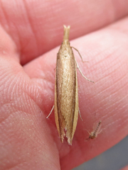 Donacaula albicostellus