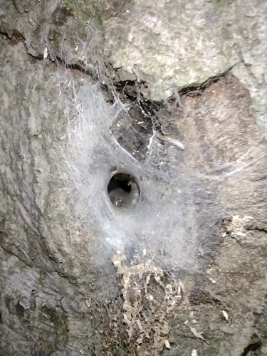 Pauci ljevkaši (Agelenidae)