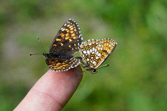 Melitaea diamina