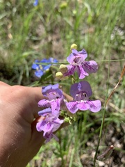 Penstemon pseudoputus