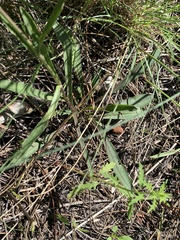 Penstemon pseudoputus