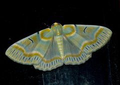 Iotaphora iridicolor