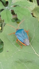 Edessa rufomarginata