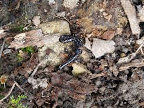 Plethodon glutinosus