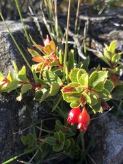 Vaccinium dentatum