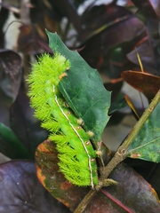 Automeris io