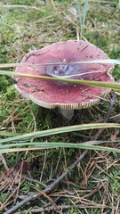 Russula atropurpurea