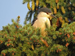 Nycticorax nycticorax
