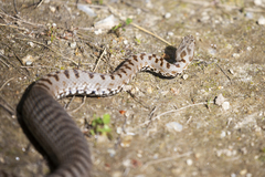 Vipera berus bosniensis