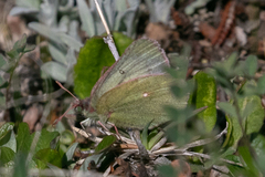 Colias nastes