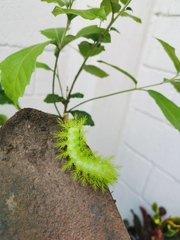 Automeris io