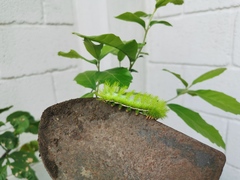 Automeris io