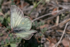 Colias nastes