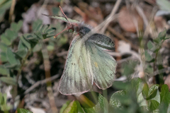 Colias nastes
