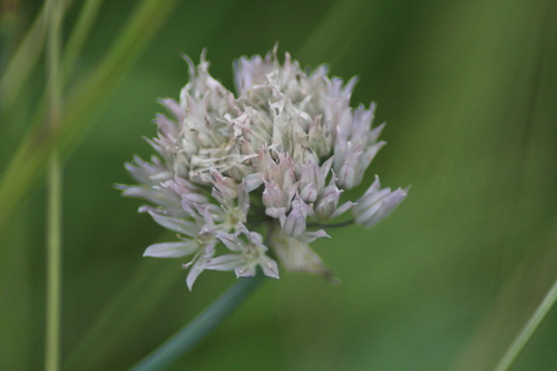 Image of Allium ledebourianum by (c) Елена Радостева, some rights reserved (CC BY)