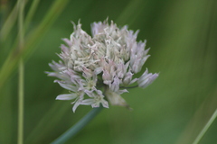 Allium ledebourianum, photograph (c) Елена Радостева, some rights reserved (CC BY)