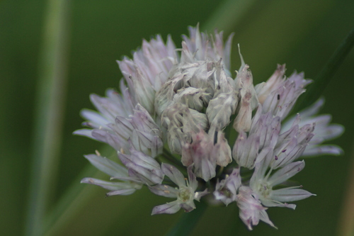 Ledebour Chive (Allium ledebourianum)