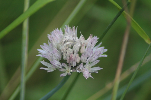 Image of Ledebour Chive (Allium ledebourianum) by (c) Елена Радостева, some rights reserved (CC BY)