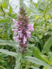 Stachys palustris