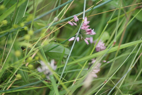 Image of Allium ledebourianum by (c) Елена Радостева, some rights reserved (CC BY)