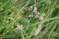 Allium ledebourianum, photograph (c) Елена Радостева, some rights reserved (CC BY)