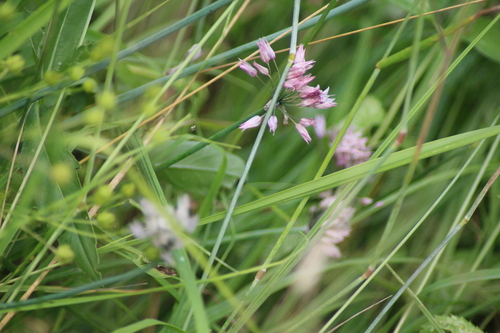 Image of Allium ledebourianum by (c) Елена Радостева, some rights reserved (CC BY)