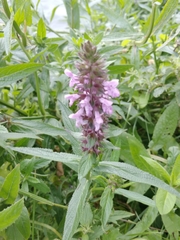 Stachys palustris