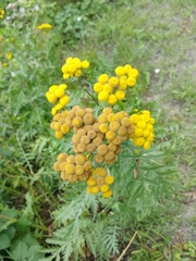 Tanacetum vulgare