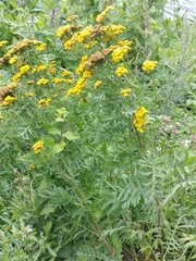 Tanacetum vulgare