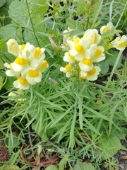 Linaria vulgaris
