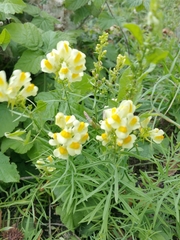 Linaria vulgaris
