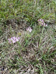 Allium drummondii