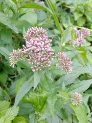 Eupatorium cannabinum