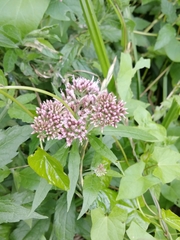 Eupatorium cannabinum