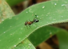Monomorium salomonis