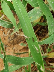 Monomorium salomonis